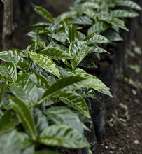 coffee plants growing on Guatemalan plantation