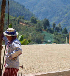 worker stands next to coffee drying on an outdoor patio