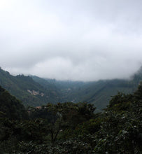coffee plantation located in La Bolsa Guatemala