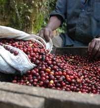Guatemala Antigua workers harvesting coffee cherries