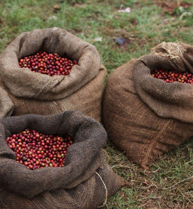 kenya coffee cherries in burlap bags