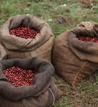 burlap bags filled with ripe cherries
