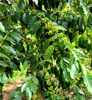 Kenyan green coffee cherries on tree branches