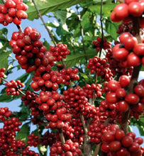 Kenya coffee cherries ripening on a coffee tree branch