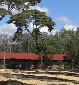 Kenya coffee beans drying on raised patios