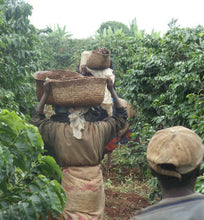 kenya coffee workers carry harvested coffee cherries