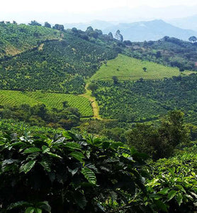 Kenya coffee plantation 