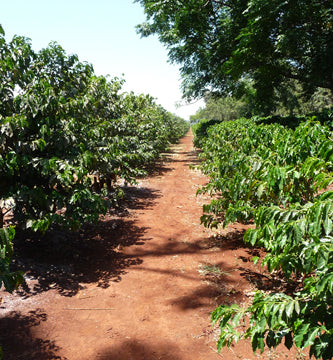 Kenya coffee trees on coffee plantation
