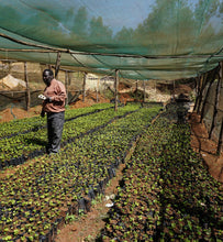 Kenya coffee plants growing in small pots