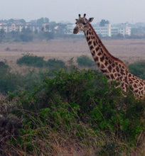 kenya giraffe among brush with city in distance