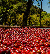 Kenya ripe coffee cherries on raised beds