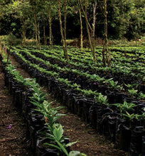 shade-grown kenya peaberry coffee plants 