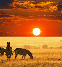 kenya wildebeest migration