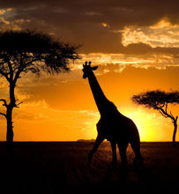 Kenya giraffe at sunset