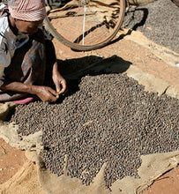 Kenyan workers sorts dried cherries 