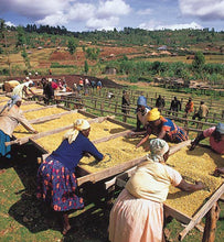 workers drying coffee on raised beds
