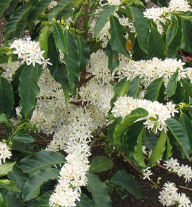 mexican flowering coffee