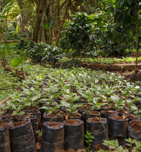 nicaraguan potted coffee plants