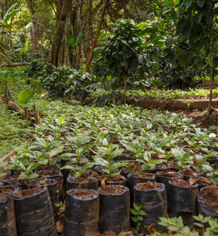nicaraguan potted coffee plants