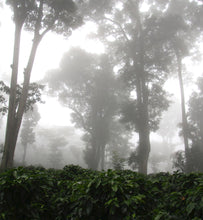 nicaragua shade-grown coffee plantation