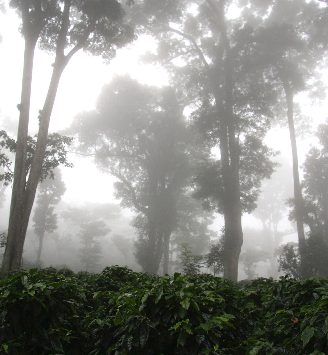 nicaragua shade-grown coffee plantation