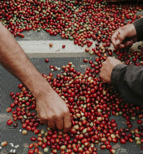 coffee workers sort coffee cherries