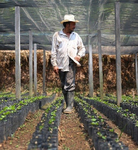coffee worker surveys small coffee plants