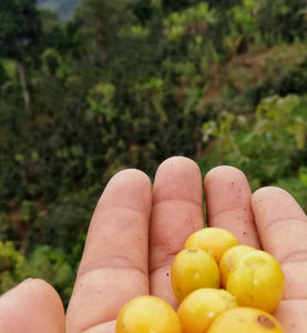 peru yellow caturra held in farmer's hand