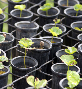Colombia Popayan coffee seedlings growing in starter pots