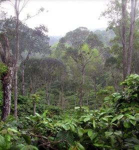 Sumatra shade-grown coffee plantation