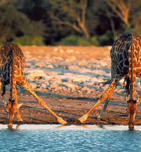 Uganda giraffes drinking water from a lake