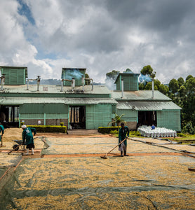 Uganda workers turn beans on drying patio