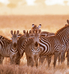 Uganda zebras grazing in grassy area